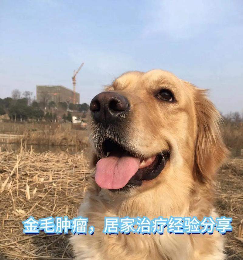 如何有效预防和改善金毛犬肥胖问题(图3)