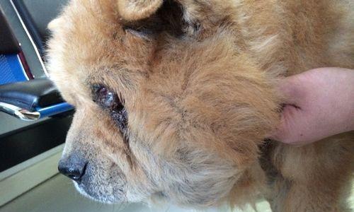 狗狗耳朵脓可能由感染引起,预防与治疗指南(图3) 狗狗耳朵脓可能由感染引起,预防与治疗指南(图3)