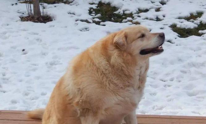 如何有效预防和改善金毛犬肥胖问题(图2)