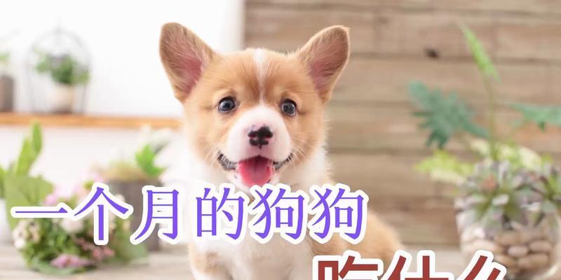 小狗营养搭配指南：健康成长的最佳食物推荐(图1)