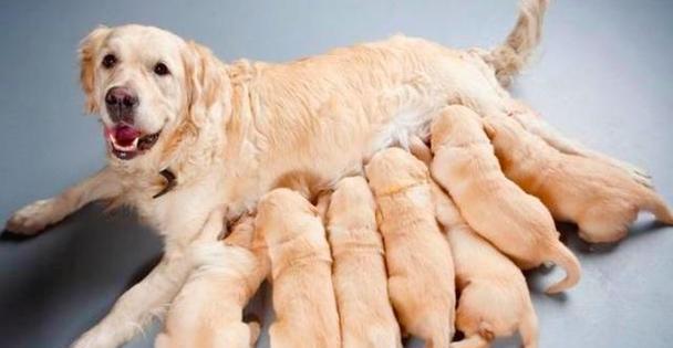 小狗营养搭配指南：健康成长的最佳食物推荐(图3)