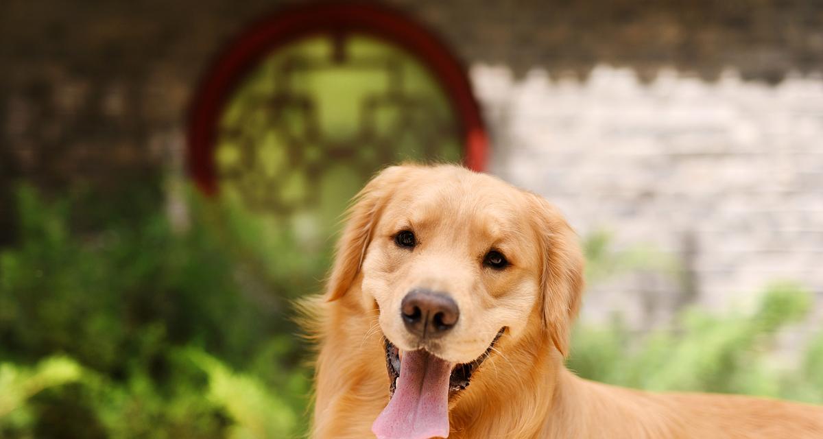 小狗营养搭配指南：健康成长的最佳食物推荐(图2)