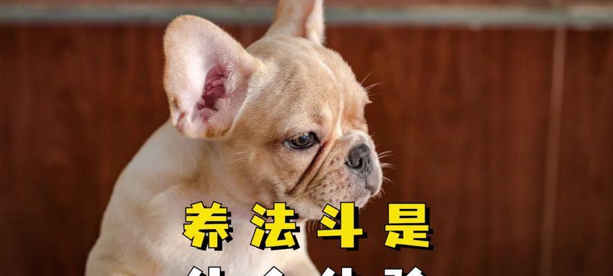 养狗避邪指南：挑选适合家庭守护的犬种技巧(图1)