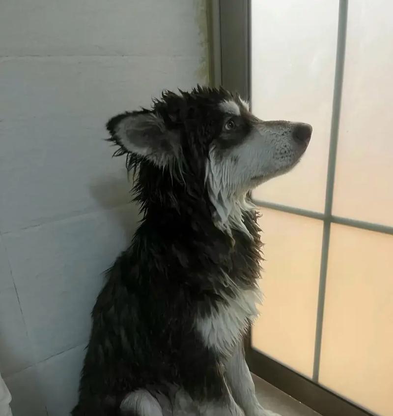 狗狗半夜不睡觉的原因及有效应对方法解析(图1)