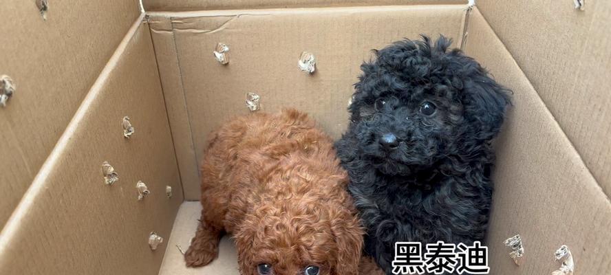 养狗避邪指南：挑选适合家庭守护的犬种技巧(图2)