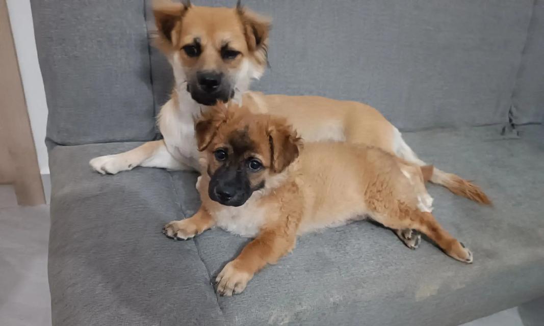 狗狗半夜不睡觉的原因及有效应对方法解析(图3)