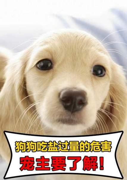 小狗不能吃的物品清单,保护宠物健康的必知指南(图2) 小狗不能吃的物品清单,保护宠物健康的必知指南(图2)