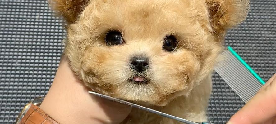 泰迪犬大眼睛的秘密：遗传、进化与审美解析(图3)