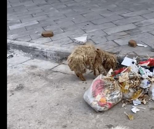 泰迪犬屎腥臭原因与有效解决方案详解(图2)