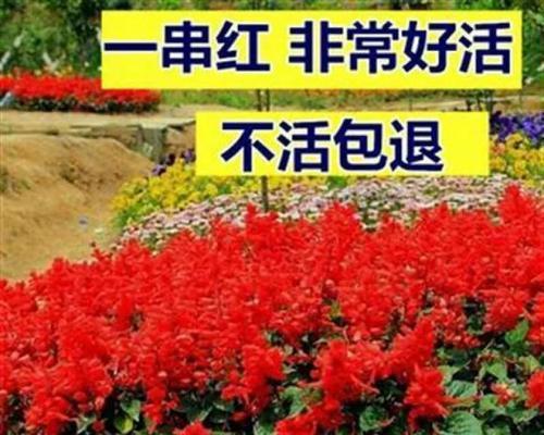 串串红：火爆烧烤文化的代表与全球风靡的秘密(图1)