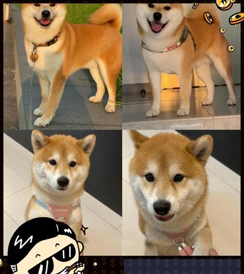 柴犬幼犬科学喂养指南，健康成长的关键要素(图2)