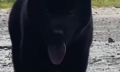 养狗避邪指南：挑选适合家庭守护的犬种技巧(图3)