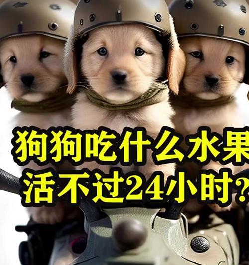 小狗不能吃的物品清单,保护宠物健康的必知指南(图1) 小狗不能吃的物品清单,保护宠物健康的必知指南(图1)