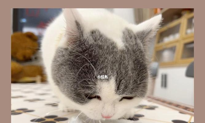 猫为什么喜欢喝酸奶？（探索猫喜欢酸奶的原因及对其健康的影响）(图2)