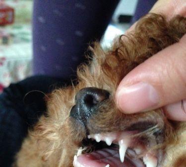 泰迪狗的换牙时机与注意事项（泰迪狗换牙的关键时期及正确护理方法）(图3)