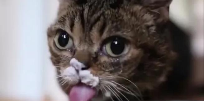 猫为什么喜欢喝酸奶？（探索猫喜欢酸奶的原因及对其健康的影响）(图1)