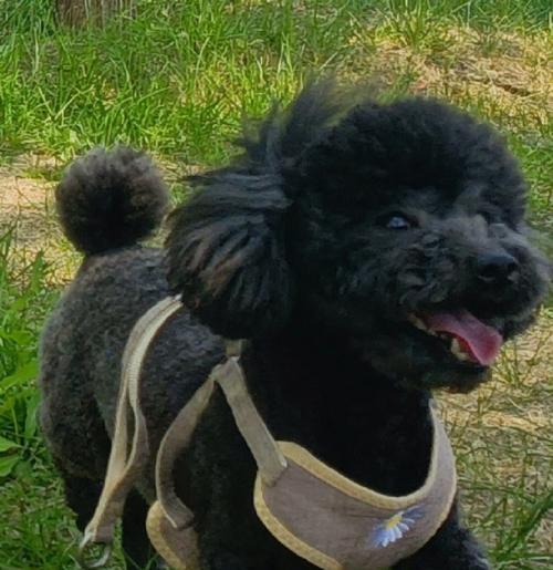 泰迪狗的换牙时机与注意事项（泰迪狗换牙的关键时期及正确护理方法）(图1)