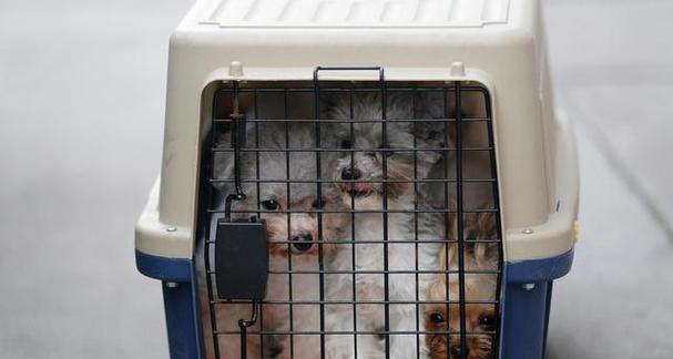 如何准备寄送宠物所需物品?(详细介绍宠物寄送过程中需要准备的必备物品)(图3) 如何准备寄送宠物所需物品?(详细介绍宠物寄送过程中需要准备的必备物品)(图3)