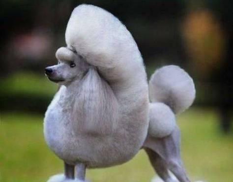 贵宾掉毛的原因及解决方法（探究贵宾掉毛的问题，保持贵宾犬健康光滑毛发）(图2)