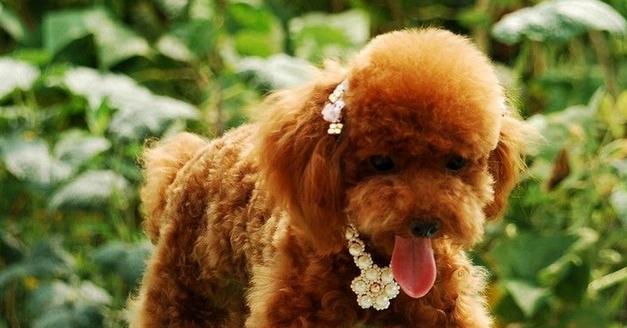 泰迪肠子堵了的常见症状及处理方法（了解狗狗肠子堵塞带来的问题，及时处理避免风险）(图1)