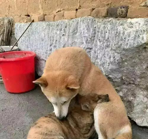 断奶前的狗狗饮食指南(宝宝狗狗如何科学饮食,健康成长)(图3) 断奶前的狗狗饮食指南(宝宝狗狗如何科学饮食,健康成长)(图3)