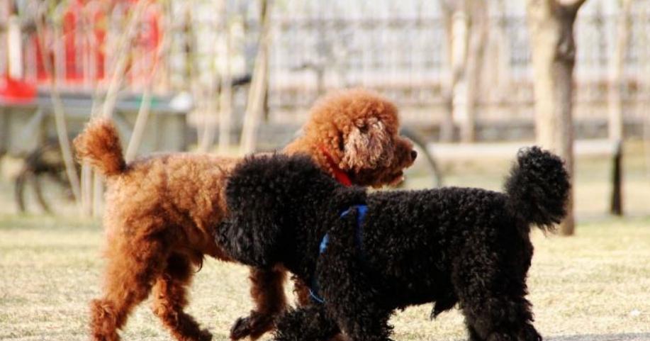 泰迪肠子堵了的常见症状及处理方法（了解狗狗肠子堵塞带来的问题，及时处理避免风险）(图3)