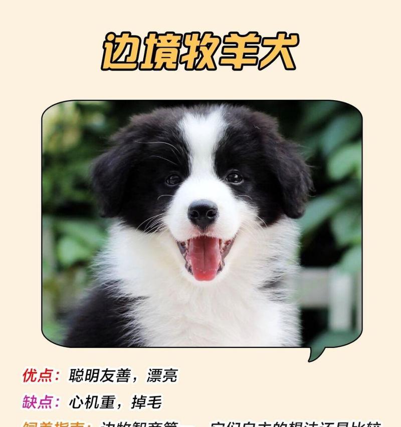 贵宾掉毛的原因及解决方法（探究贵宾掉毛的问题，保持贵宾犬健康光滑毛发） - 悠悠酷狗网