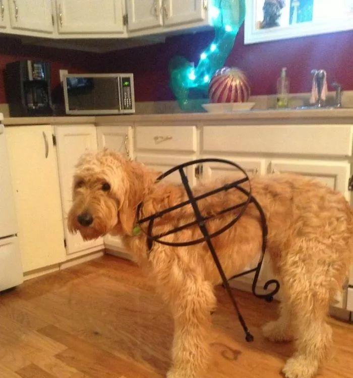 贵宾掉毛的原因及解决方法（探究贵宾掉毛的问题，保持贵宾犬健康光滑毛发）(图3)