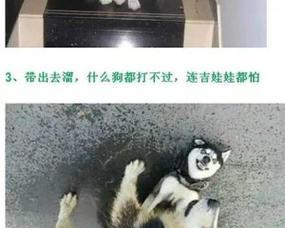 为什么不要养巨型犬?(巨型犬养育的挑战与风险)(图2) 为什么不要养巨型犬?(巨型犬养育的挑战与风险)(图2)