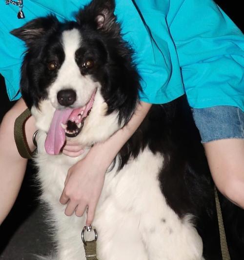 为什么不要养巨型犬?(巨型犬养育的挑战与风险)(图3) 为什么不要养巨型犬?(巨型犬养育的挑战与风险)(图3)