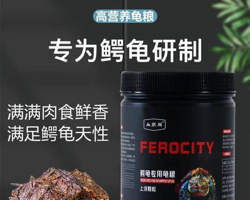 养大鳄龟的注意事项（打造一个安全舒适的鳄龟家园）(图2)