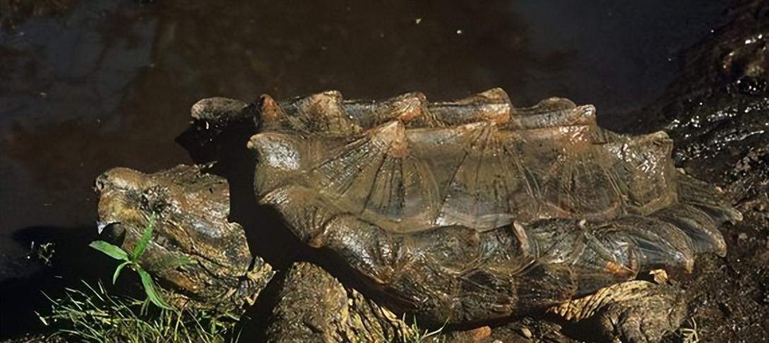 养大鳄龟的注意事项（打造一个安全舒适的鳄龟家园）(图3)