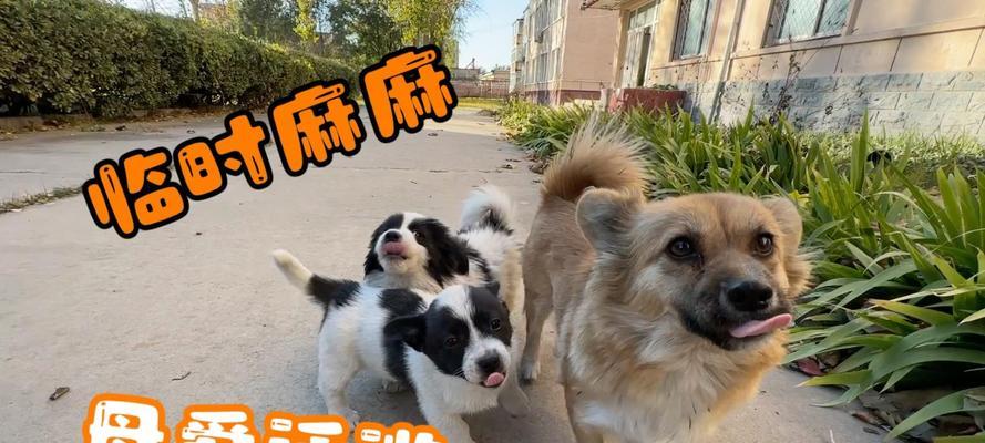 断奶前的狗狗饮食指南（宝宝狗狗如何科学饮食，健康成长） - 悠悠酷狗网