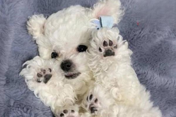 犬猫镁代谢病 - 悠悠酷狗网