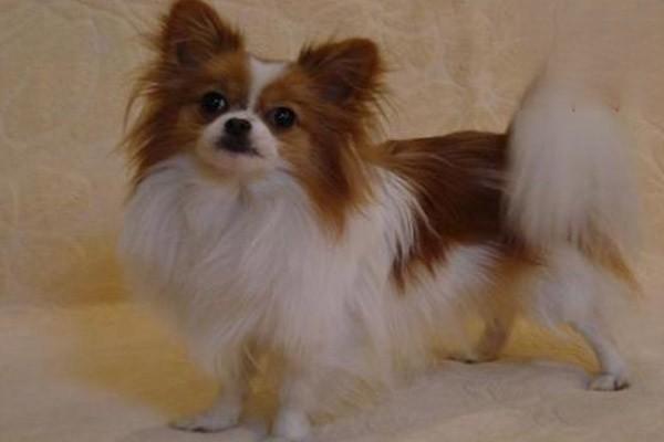 犬猫铜代谢病 - 悠悠酷狗网