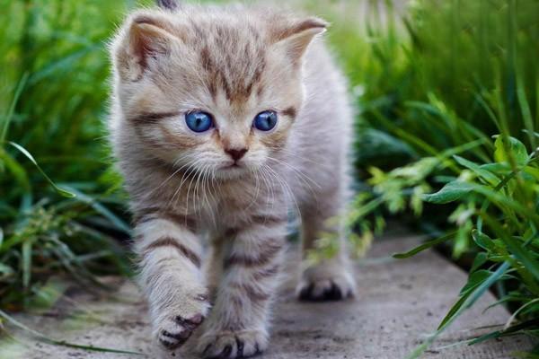 犬猫锰代谢病(图2)