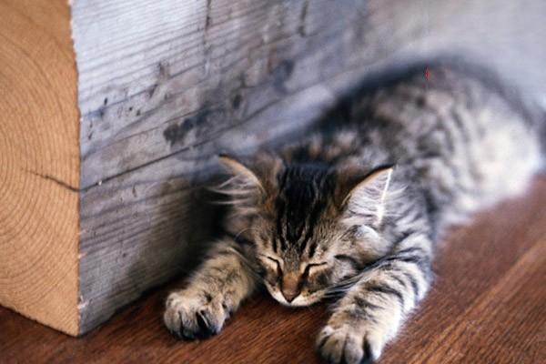 犬猫佝偻病 - 悠悠酷狗网