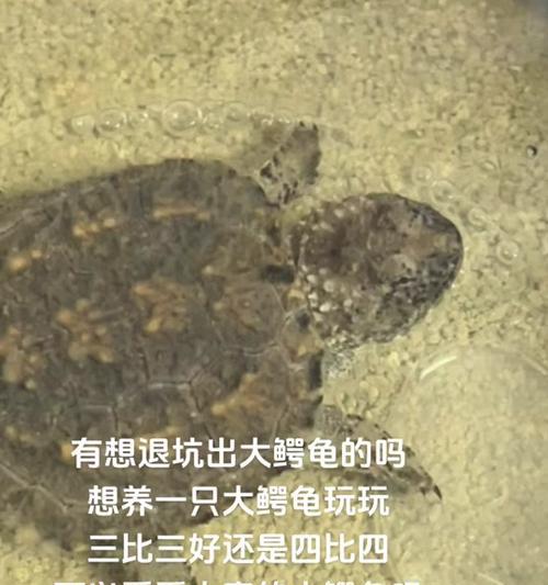 养大鳄龟的注意事项（打造一个安全舒适的鳄龟家园） - 悠悠酷狗网