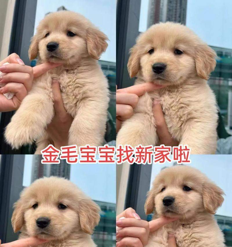 金毛幼犬适合吃的水果有哪些？（了解金毛幼犬的饮食需求，为它们选择适合的水果）(图1)