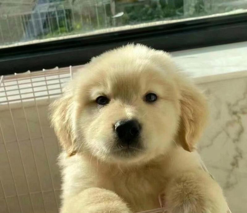 金毛幼犬适合吃的水果有哪些？（了解金毛幼犬的饮食需求，为它们选择适合的水果）(图3)