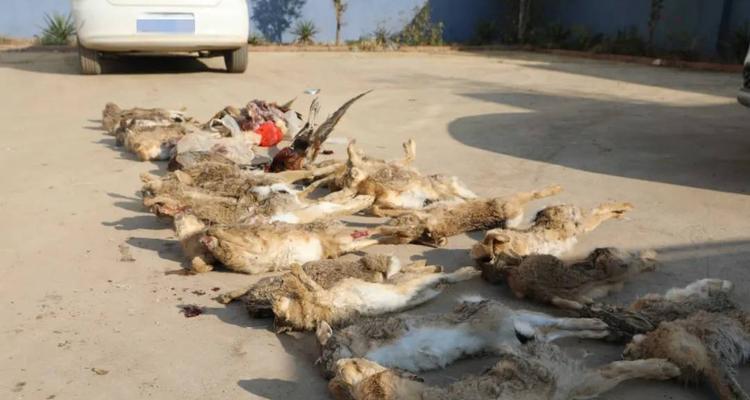 如何选择与训练猎犬高效捕捉兔子和野鸡的方法(图2)