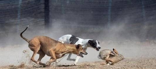 如何选择与训练猎犬高效捕捉兔子和野鸡的方法 - 悠悠酷狗网