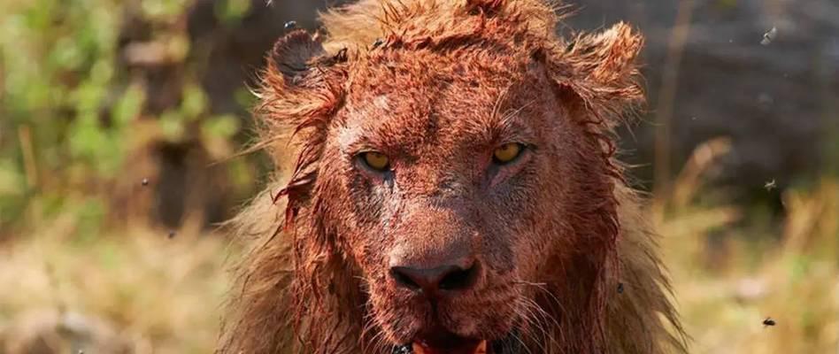 世界上最具攻击性的犬种排行与特性分析(图1)