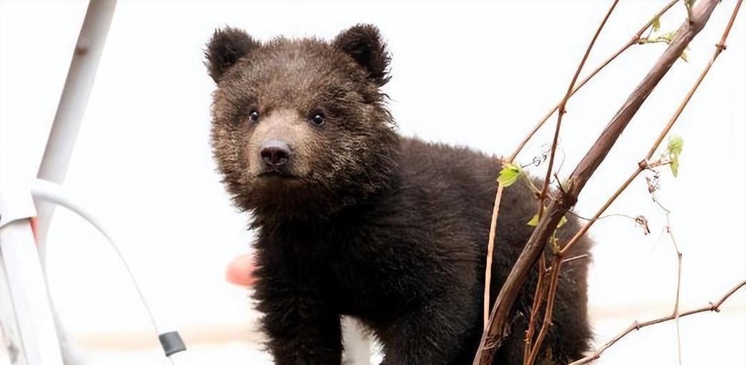 世界上最具攻击性的犬种排行与特性分析(图2)