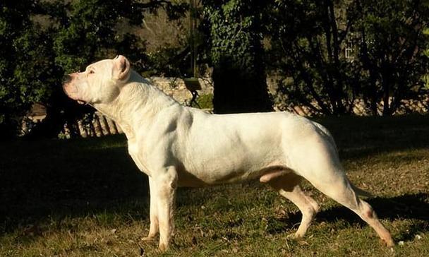 世界上最具攻击性的犬种排行与特性分析(图3)