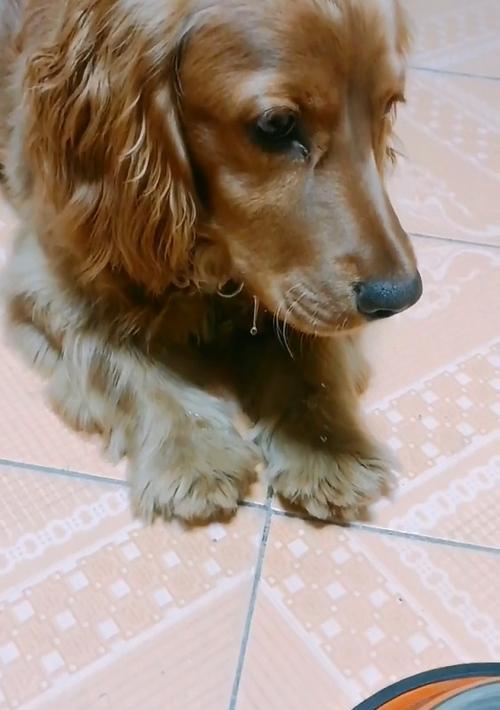 如何应对狗狗不爱吃狗粮的常见原因与解决方案(图3)