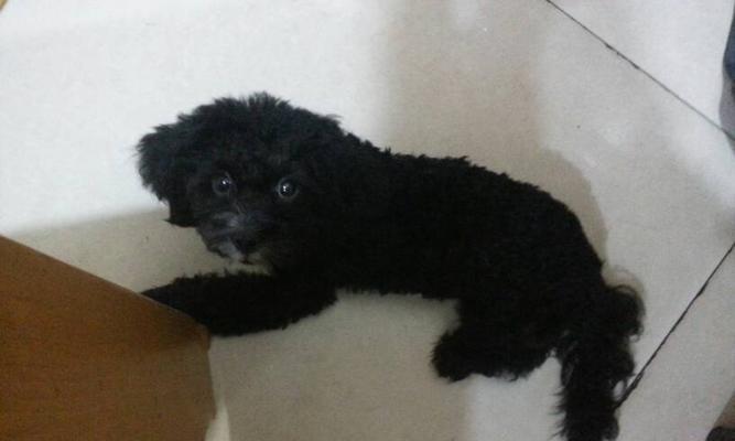 泰迪宠物大便健康指南:识别异常与改善措施(图2) 泰迪宠物大便健康指南:识别异常与改善措施(图2)