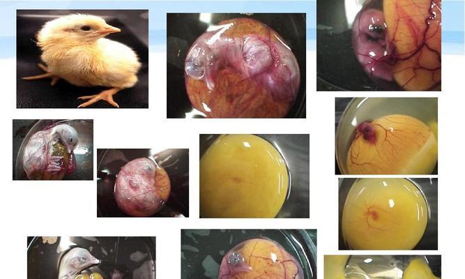 鸟类繁殖方式多样性与进化意义深度解析 - 悠悠酷狗网