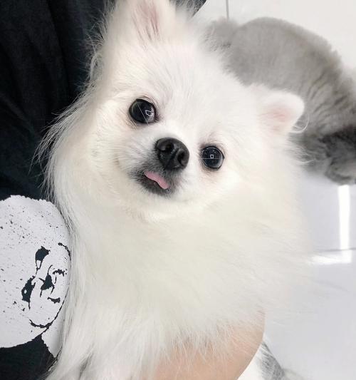 白博美肚皮的奇特花纹变化与生态价值探秘(图2)