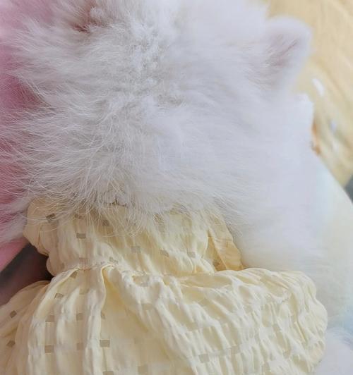 白博美肚皮的奇特花纹变化与生态价值探秘(图1)